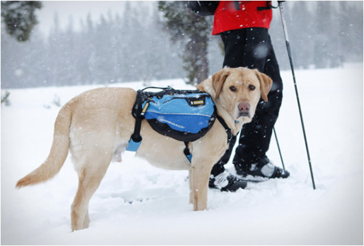 dog-pack.jpg