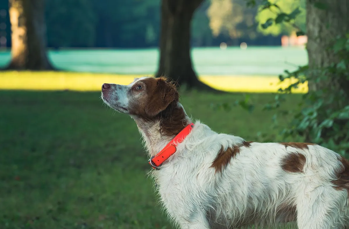 Brittany dog with an orange collar standing in a park