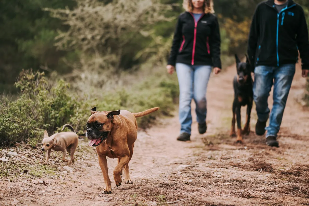 A couple walking three dogs on a forest path