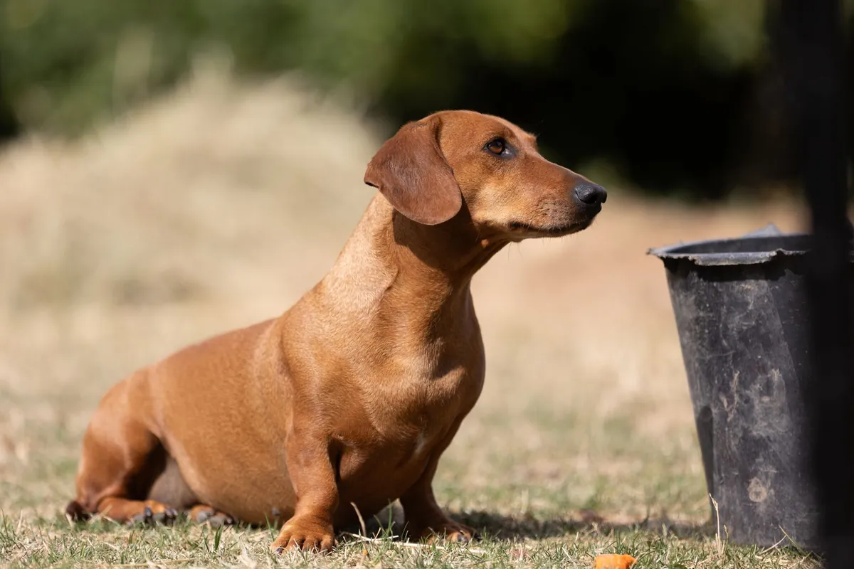 Dachshund sitting outdoors in the sun