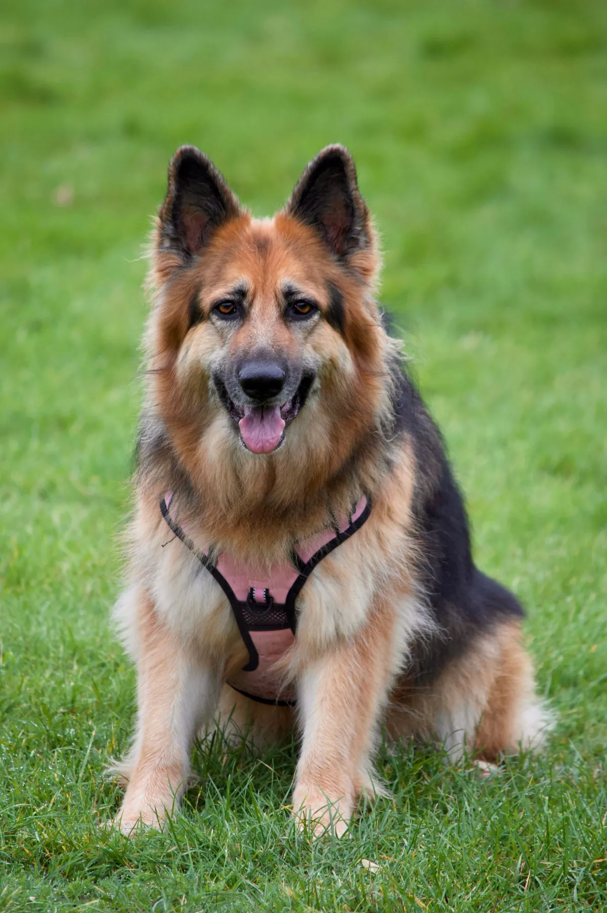 German Shepherd sitting on grass in a park