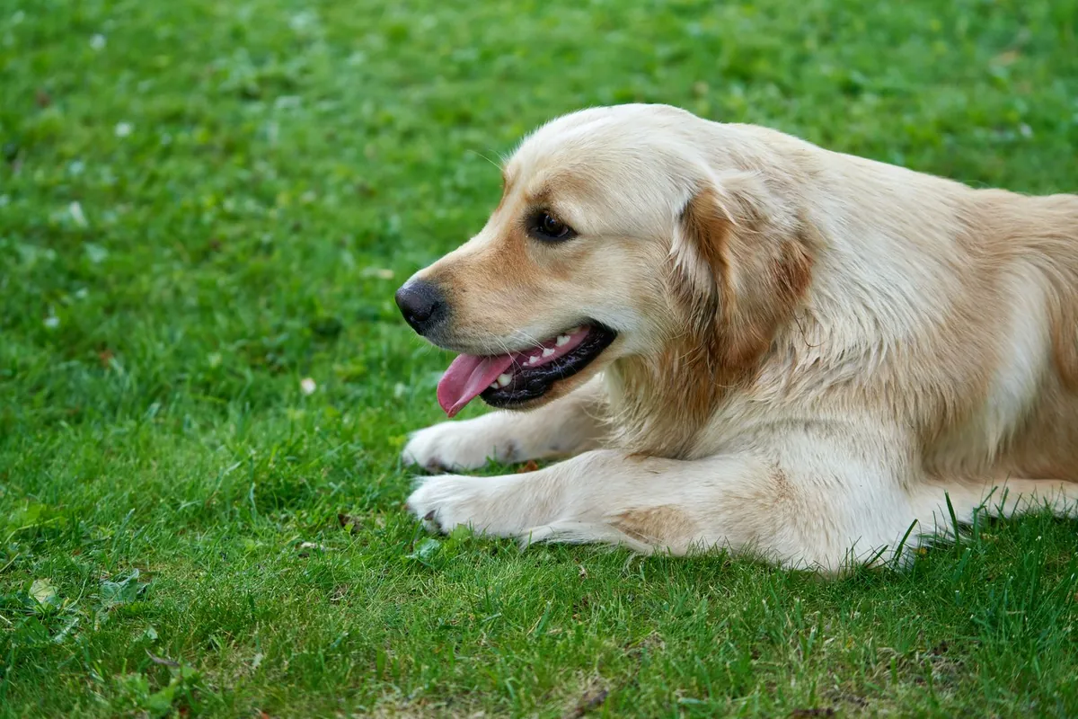 Golden Retriever lying on grass with its tongue out