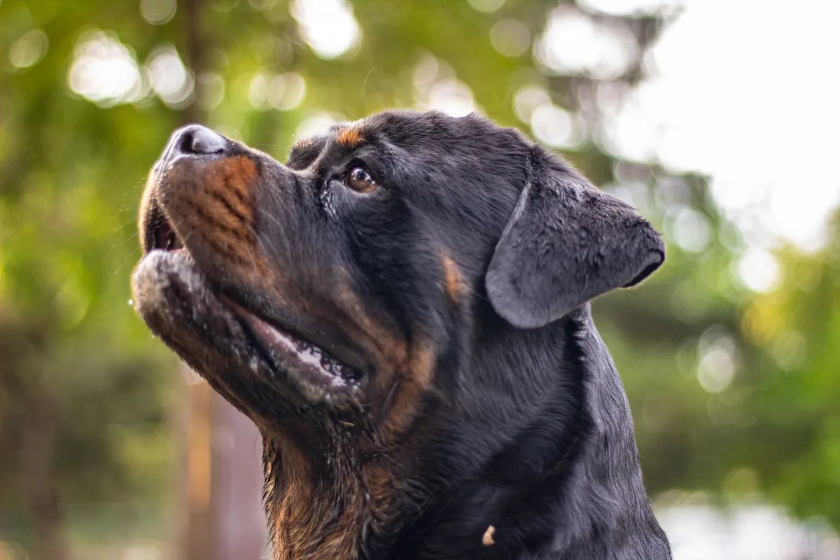 Close-up portrait of a Rottweiler