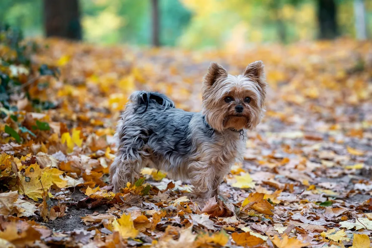 Yorkshire Terrier standing on autumn leaves