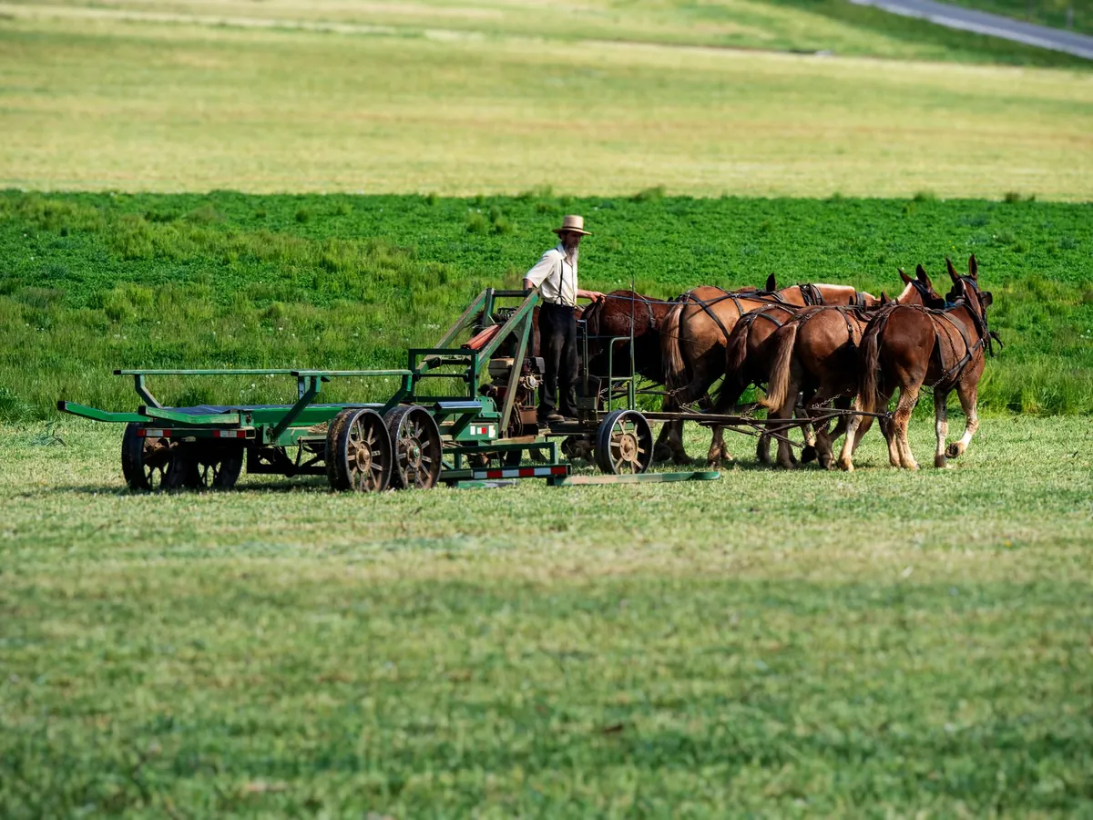 Amish farmer working a field with horse-drawn equipment in Strasburg, Pennsylvania
