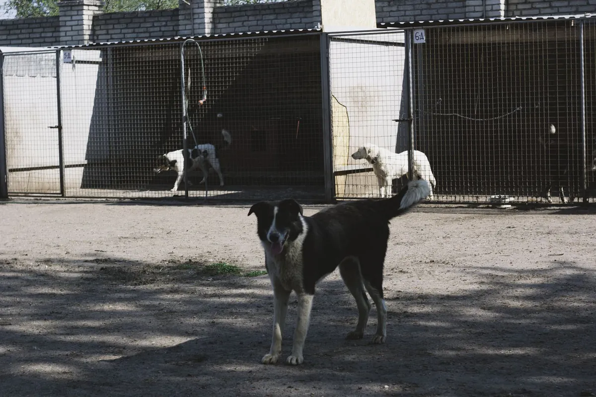 Several dogs in an outdoor kennel
