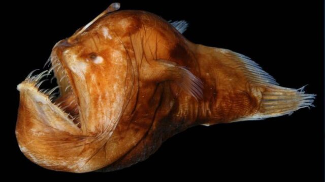 Humpback-Anglerfish.jpg