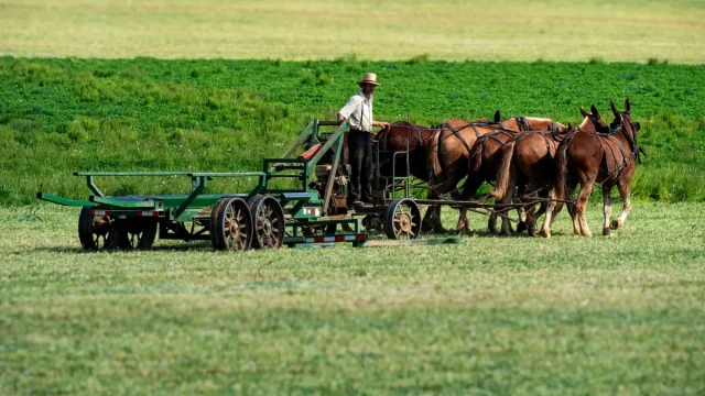 amish-farmer-horse-drawn-equipment.webp