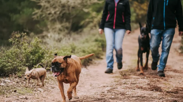 couple-walking-three-dogs-forest.webp